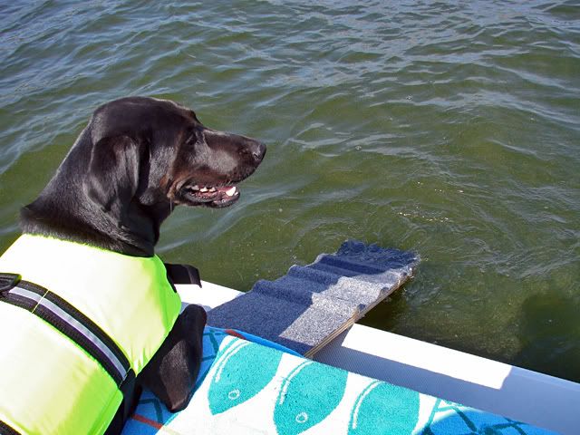 dog vs boat 1993 196brxl vs 2000brxl page 1 iboats boating forums dog vs boat 1993 196brxl vs 2000brxl page 1 iboats boating forums